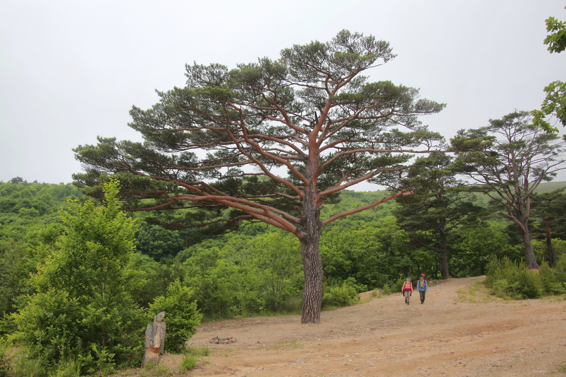 ����� ����� ���������