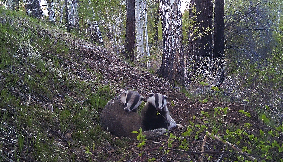 ����� ��������