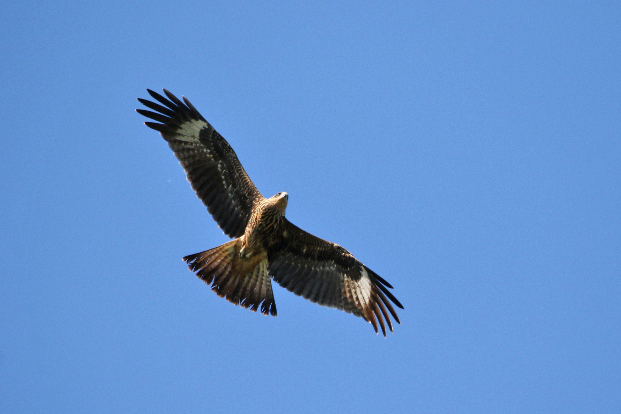 �������� �����