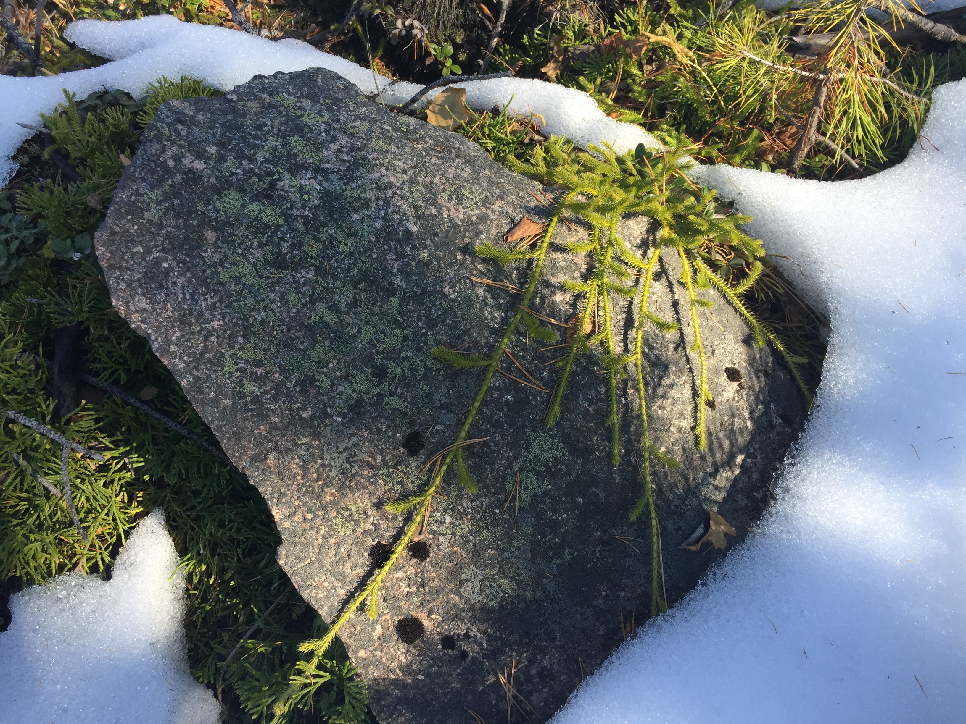 ������ ����