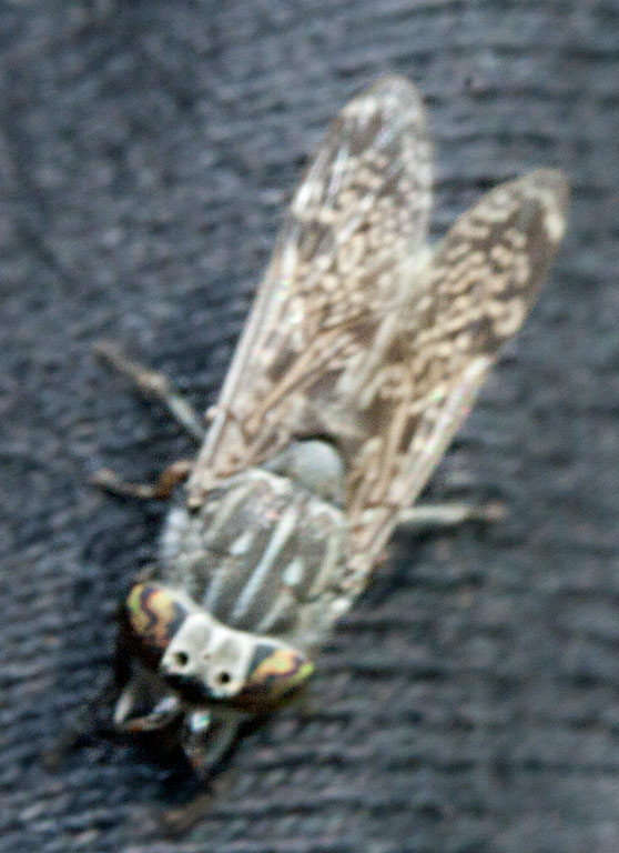 - (Haematopota sp.)