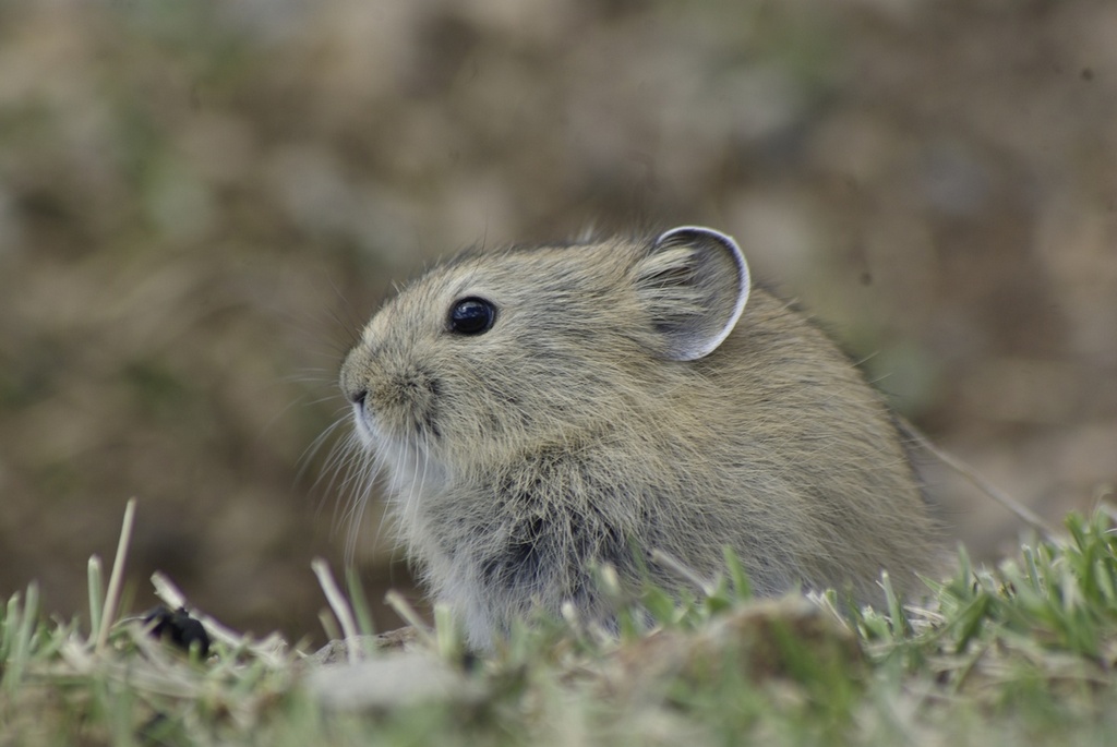 ������ ��������_5