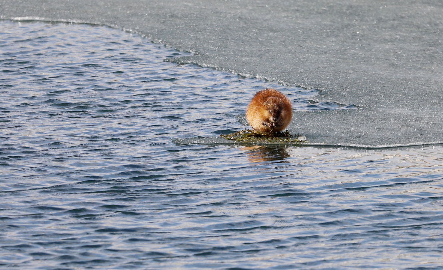 "�������",������ �������