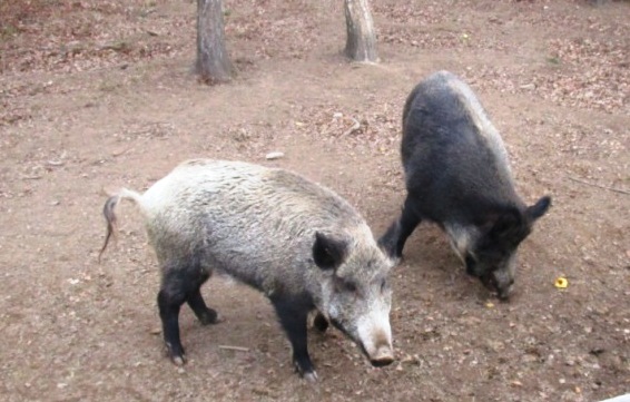 ��������� � ����������� ������� ������