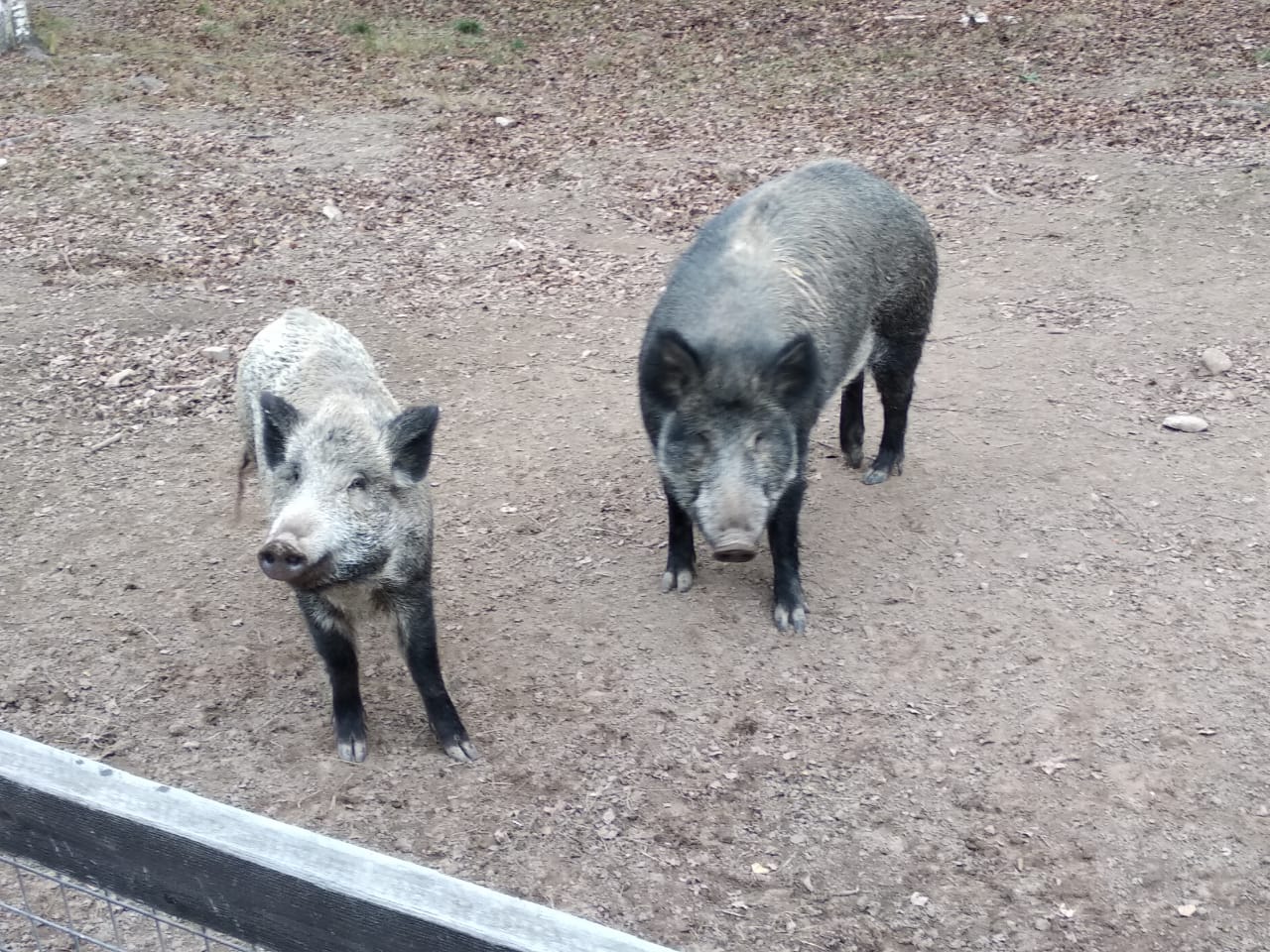 �������� ���������!