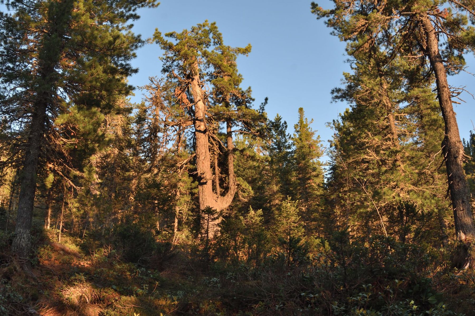 ������ ��������