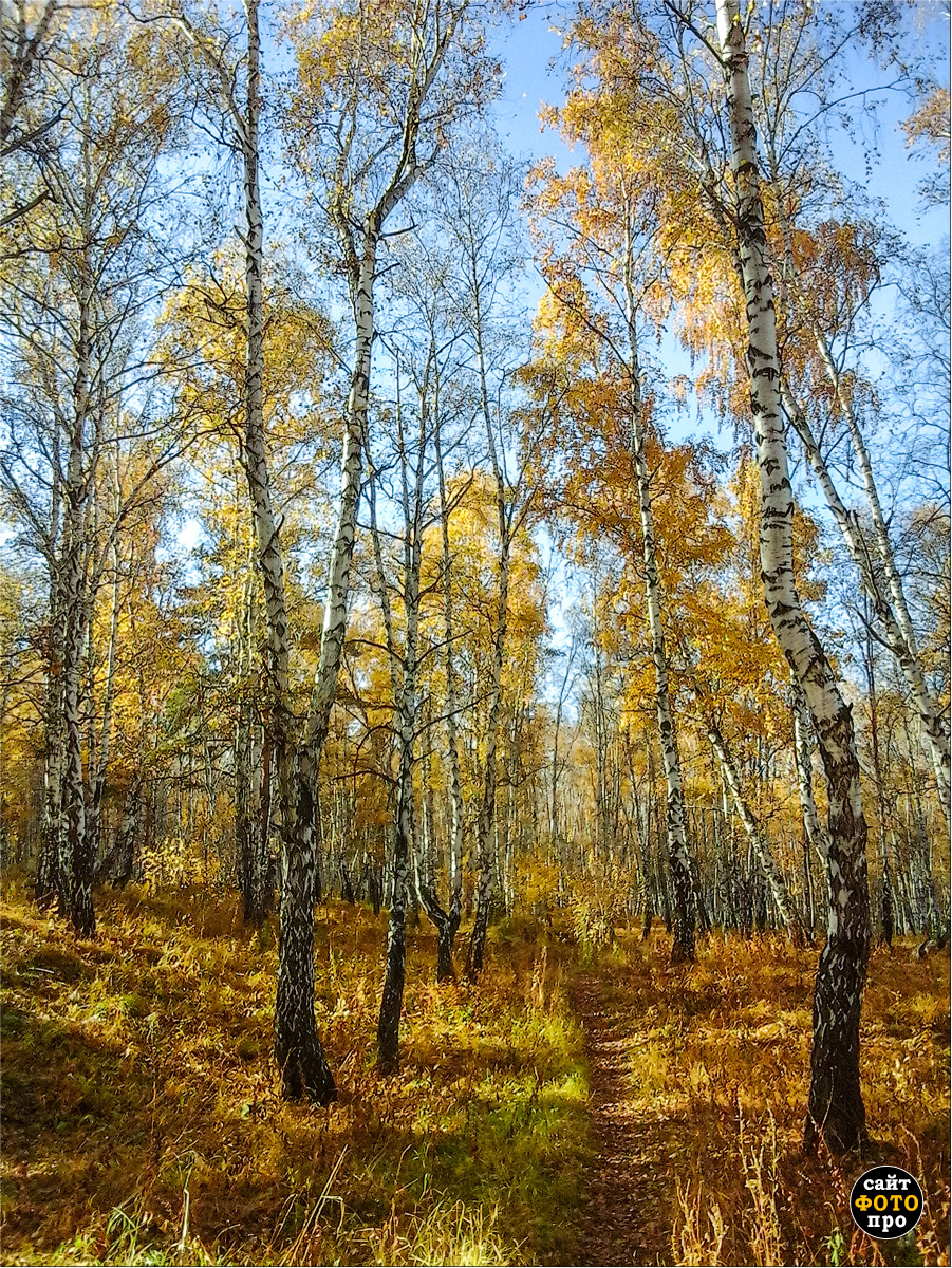 В разгаре осень
