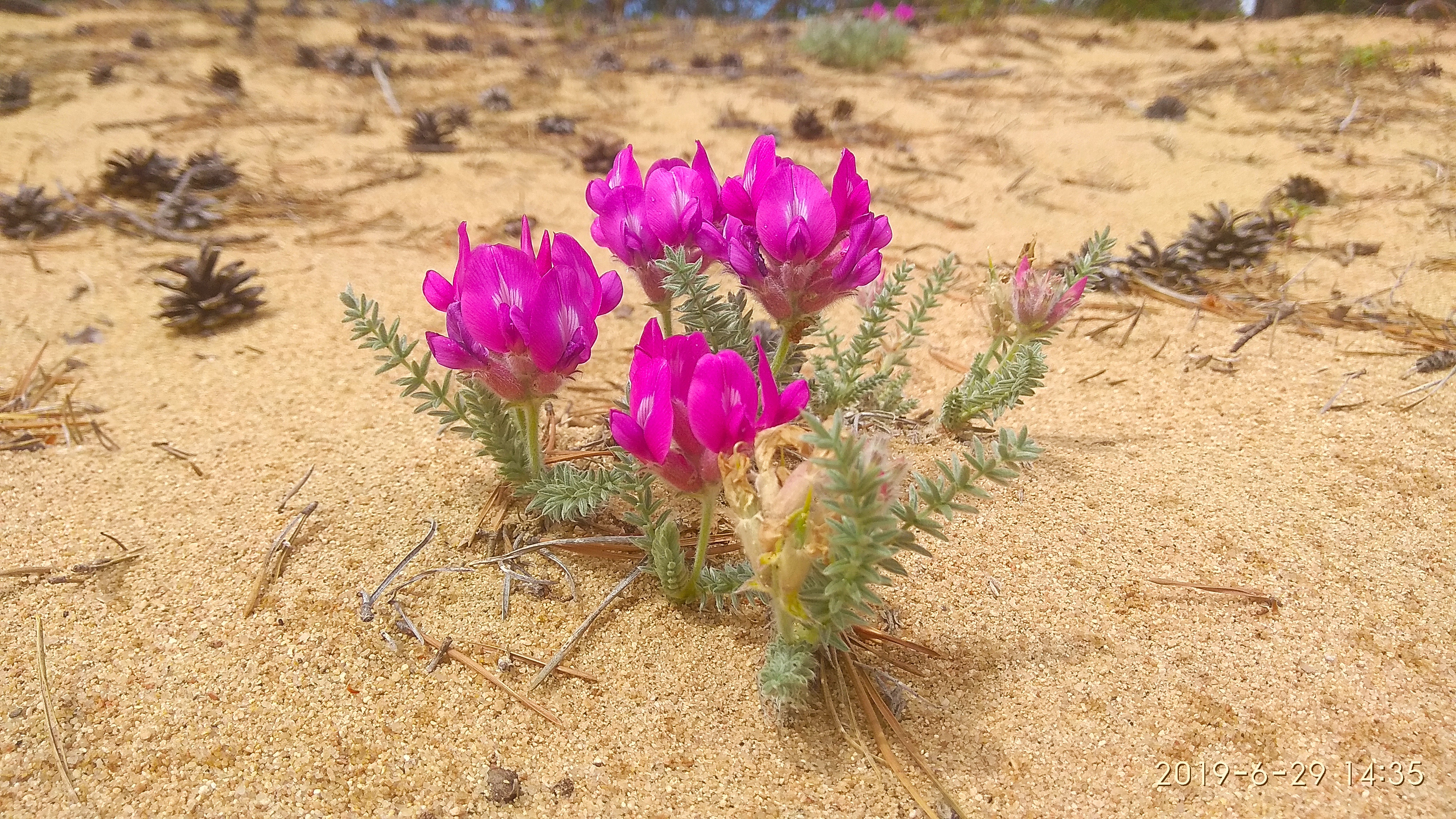 ���� ��������