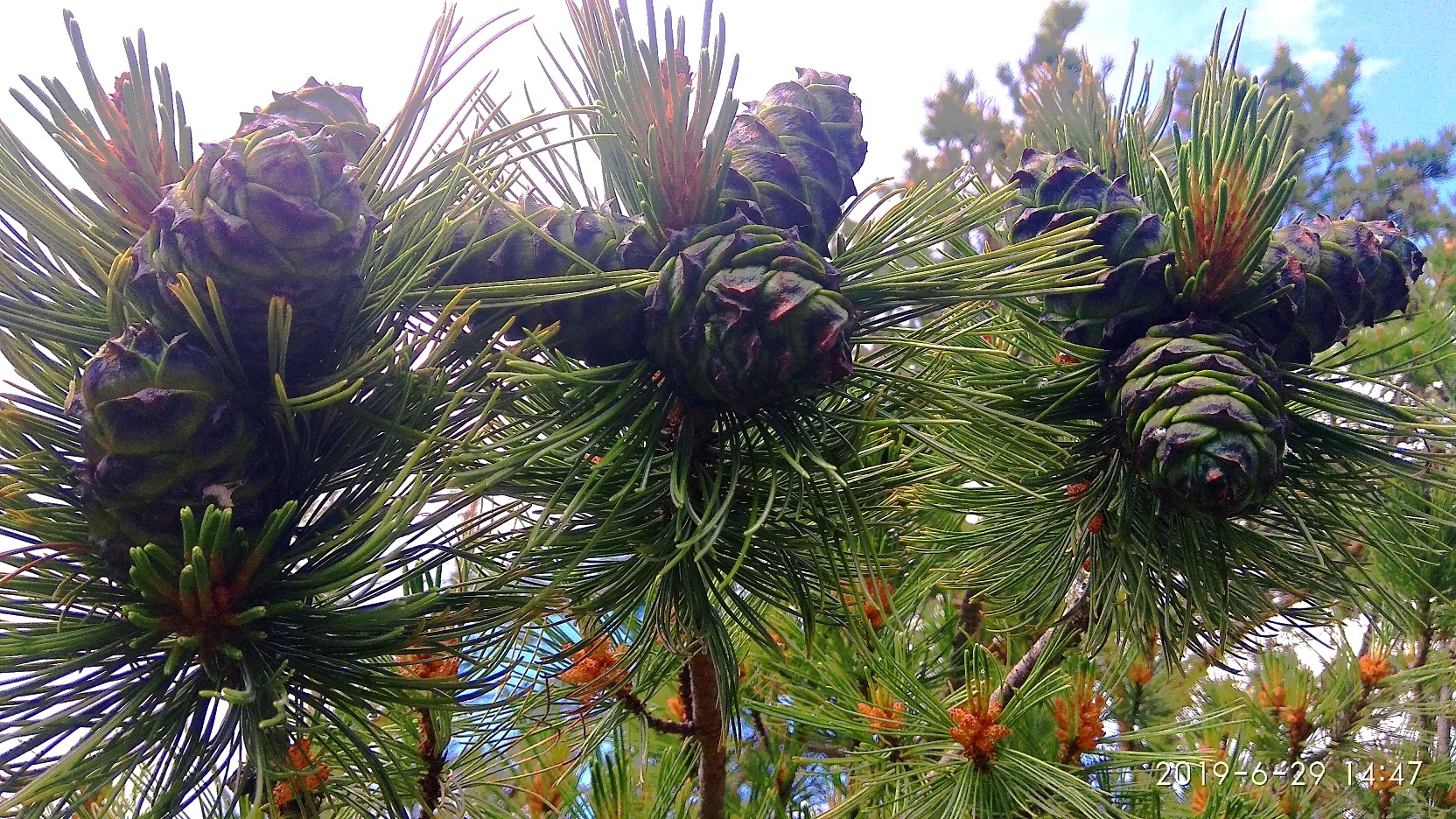 �������� ������� 