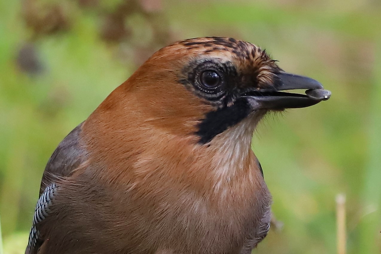 ������� �����