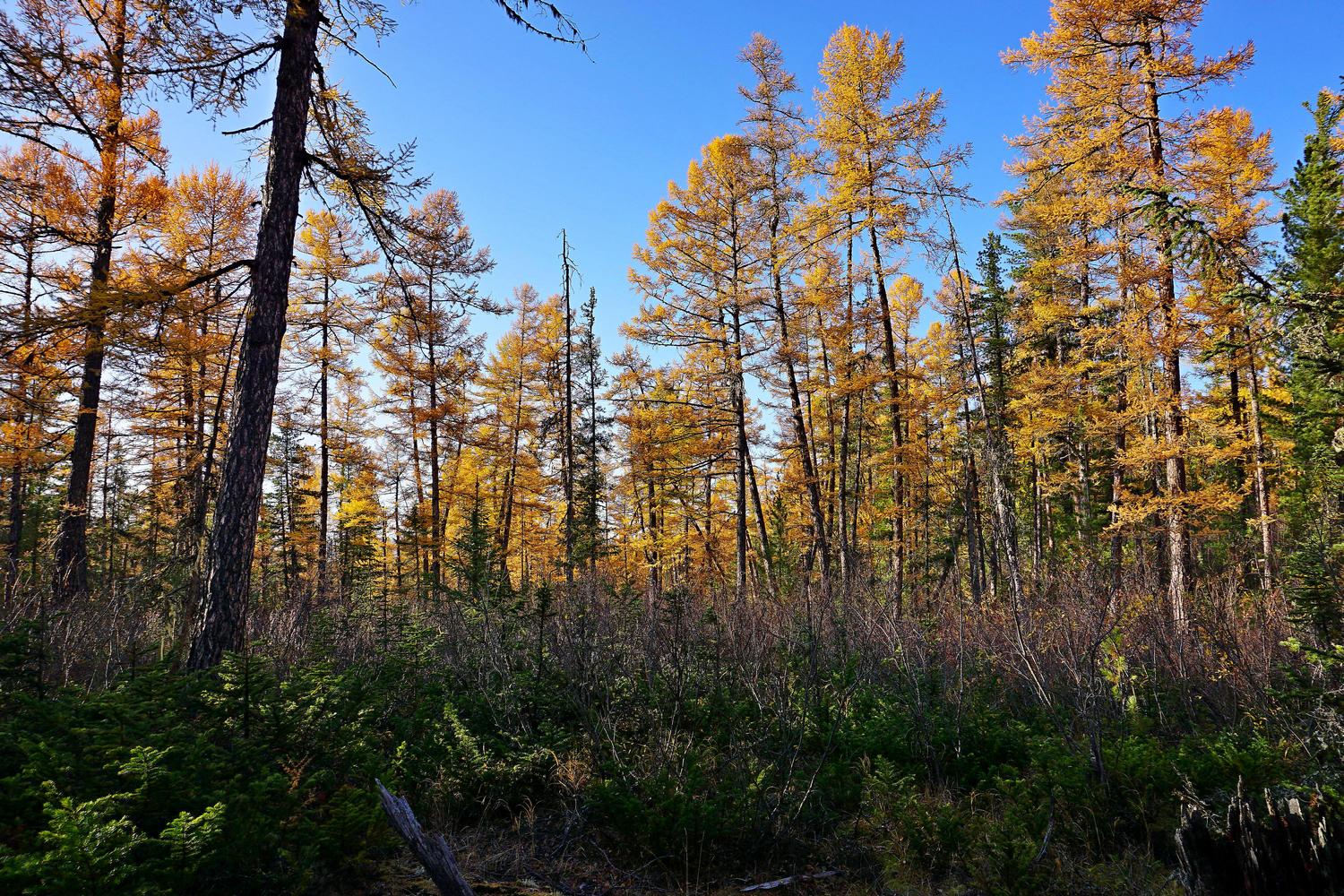 ����� � �������� ���� ���́