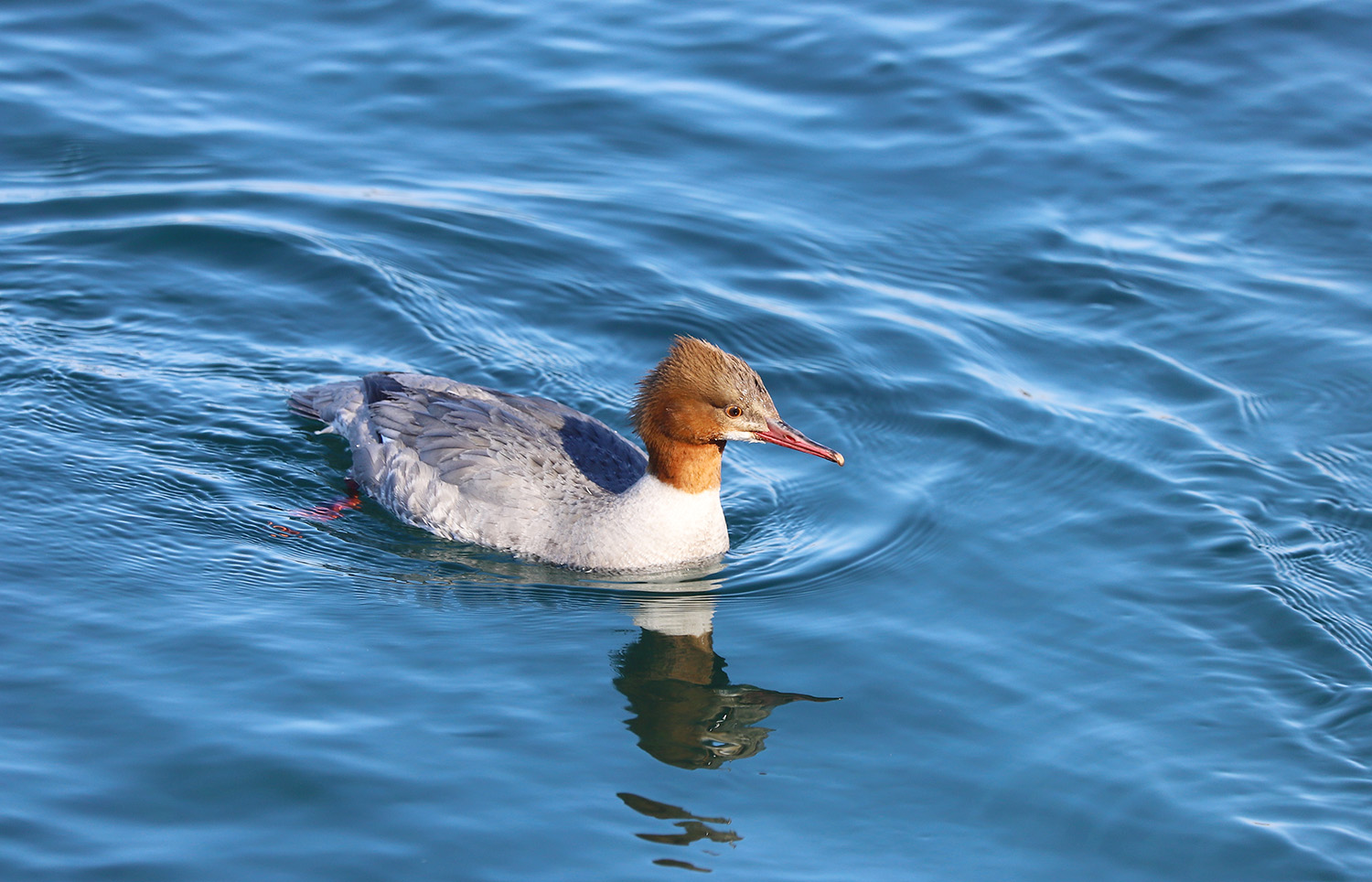 ����� �������