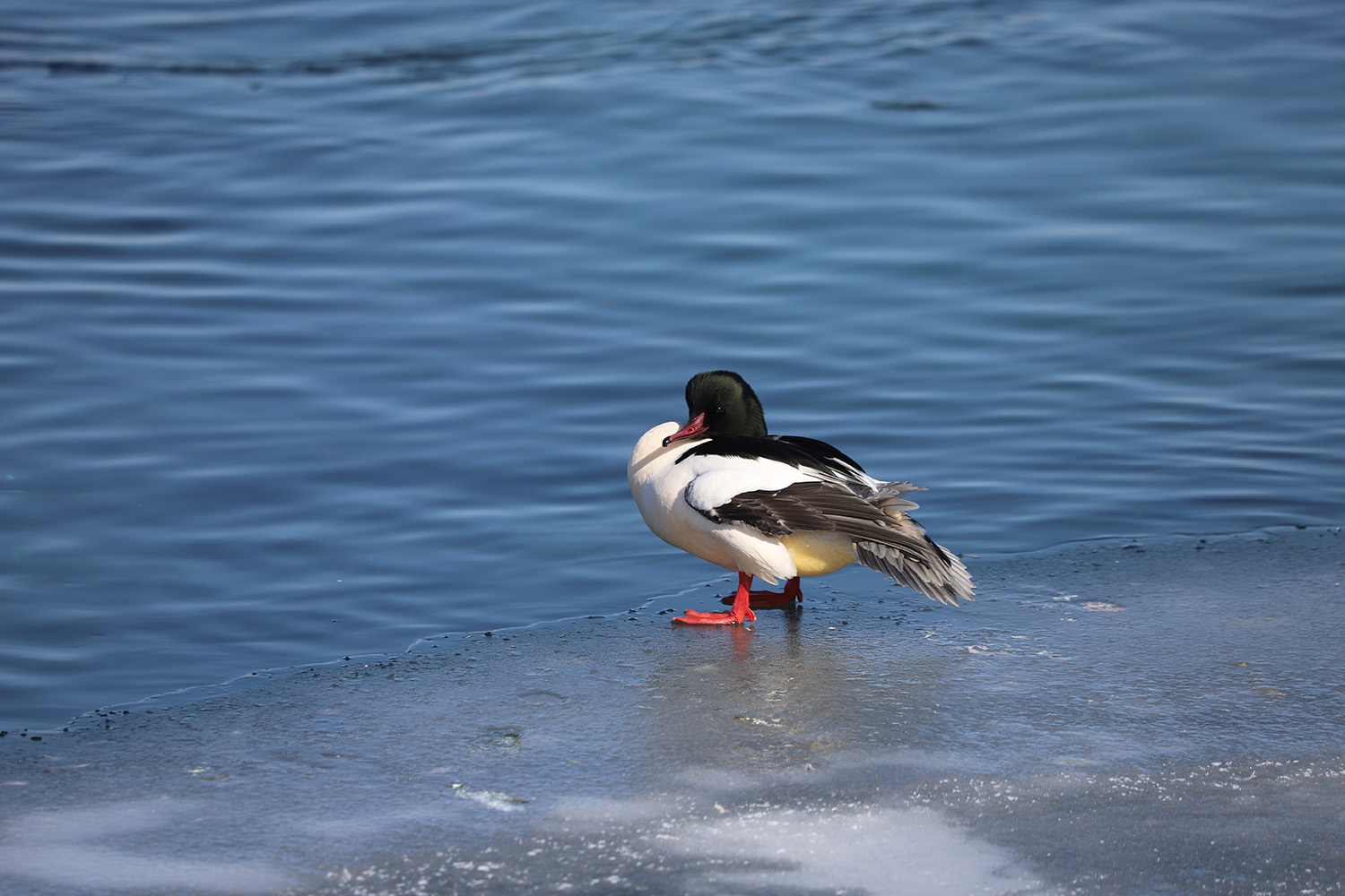 �� ���� �����