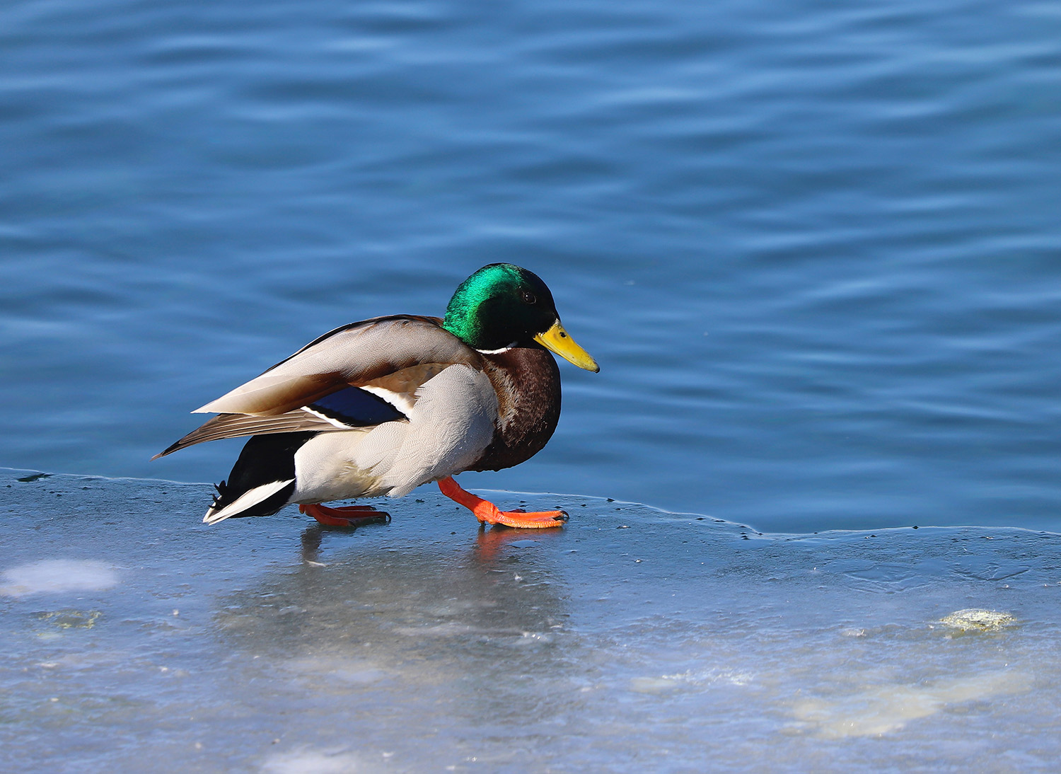 � ��������� � ���� ���, ������ ���, ��� �� ������� ����