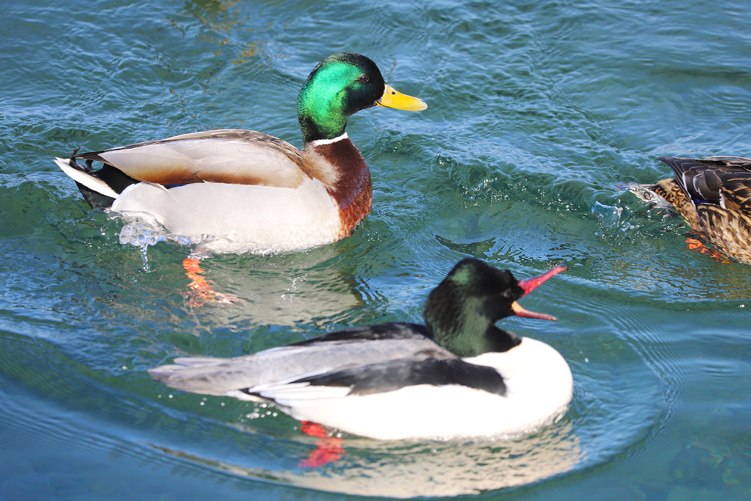 �������� - �� ���� ��������?