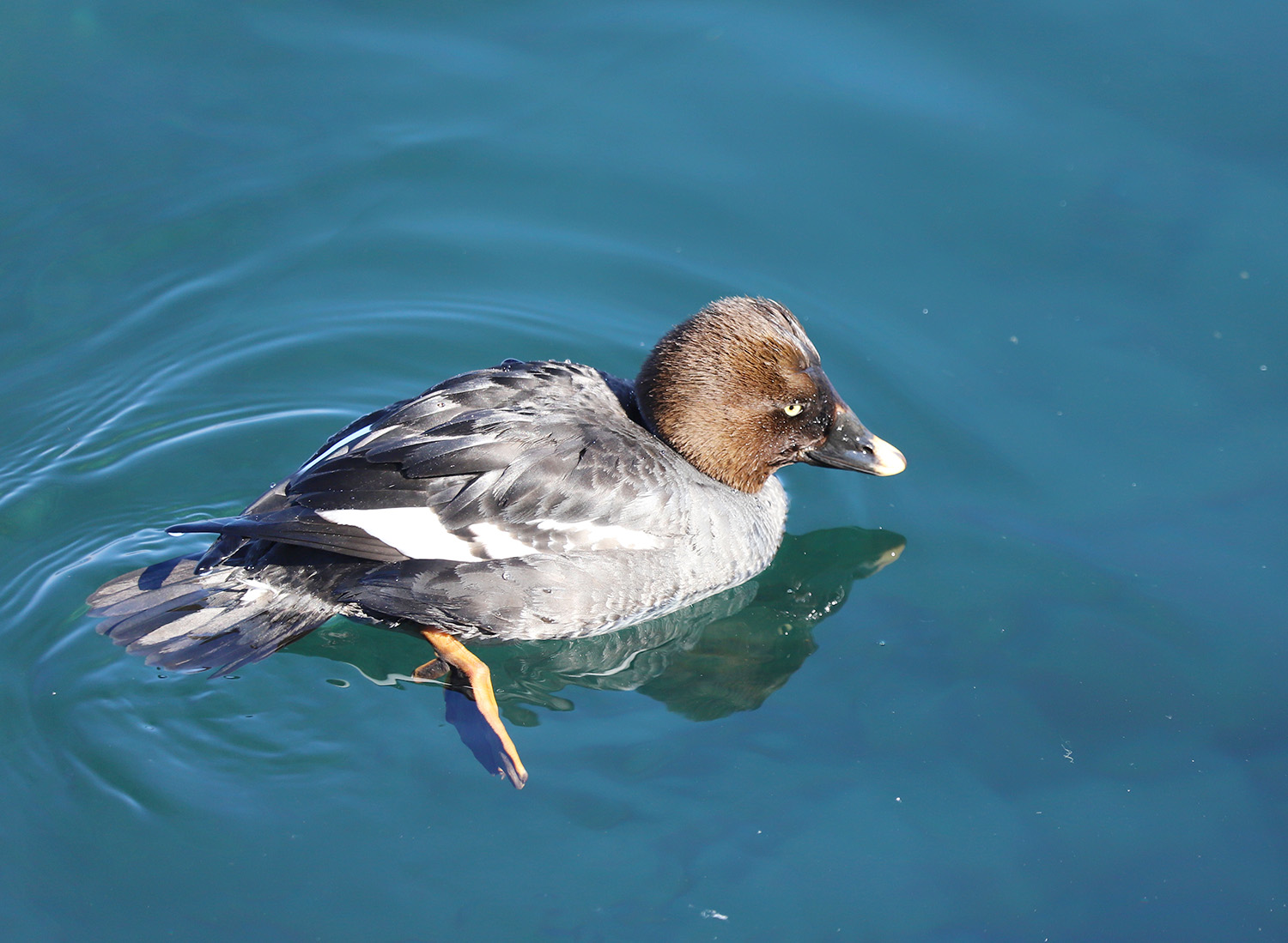 ����������� ����� ������