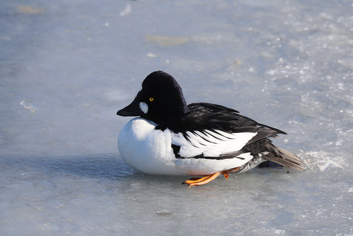 ����������� �������� �� ����