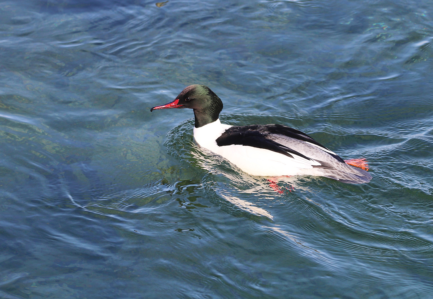 ����� ���������, ������� ���������?