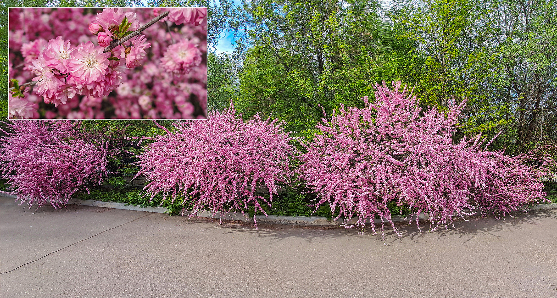 Сакура