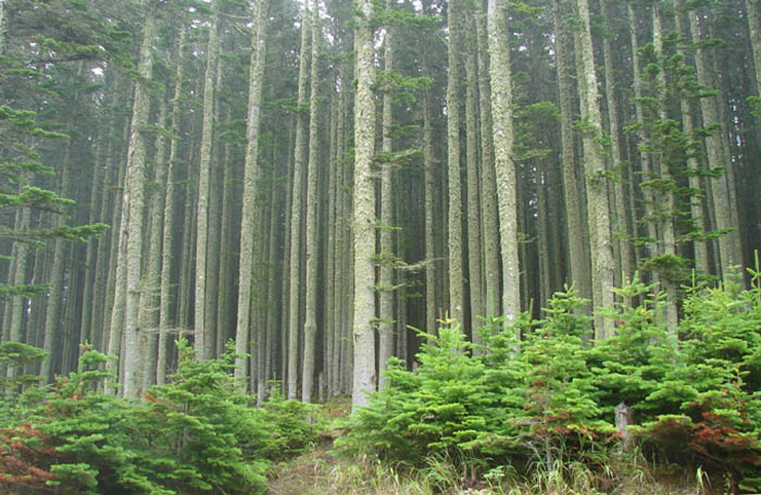 �������� ���