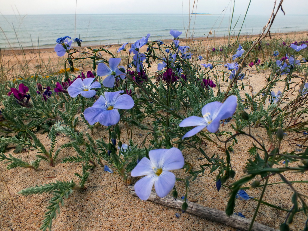 � ���� ����������