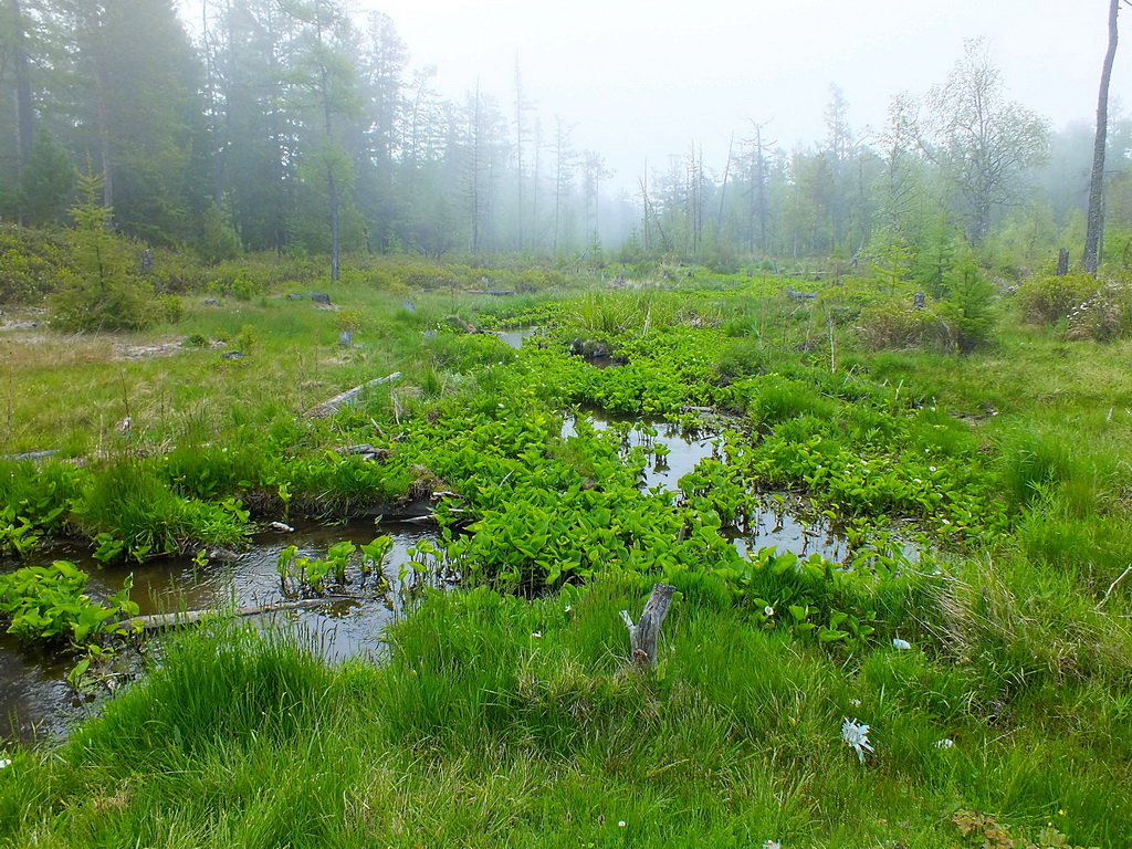 ����� ����������� � ������ �����