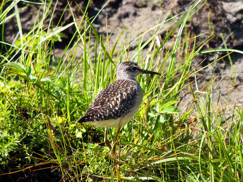 ������ ���� �� �����������