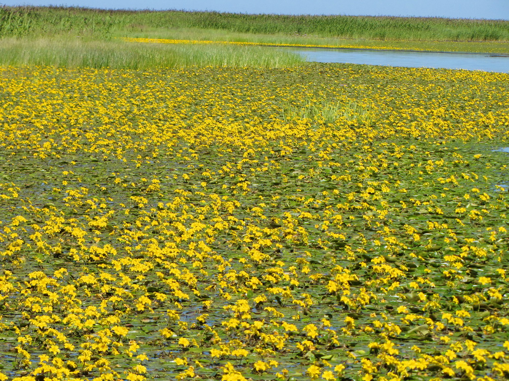 ������������� ������ �������