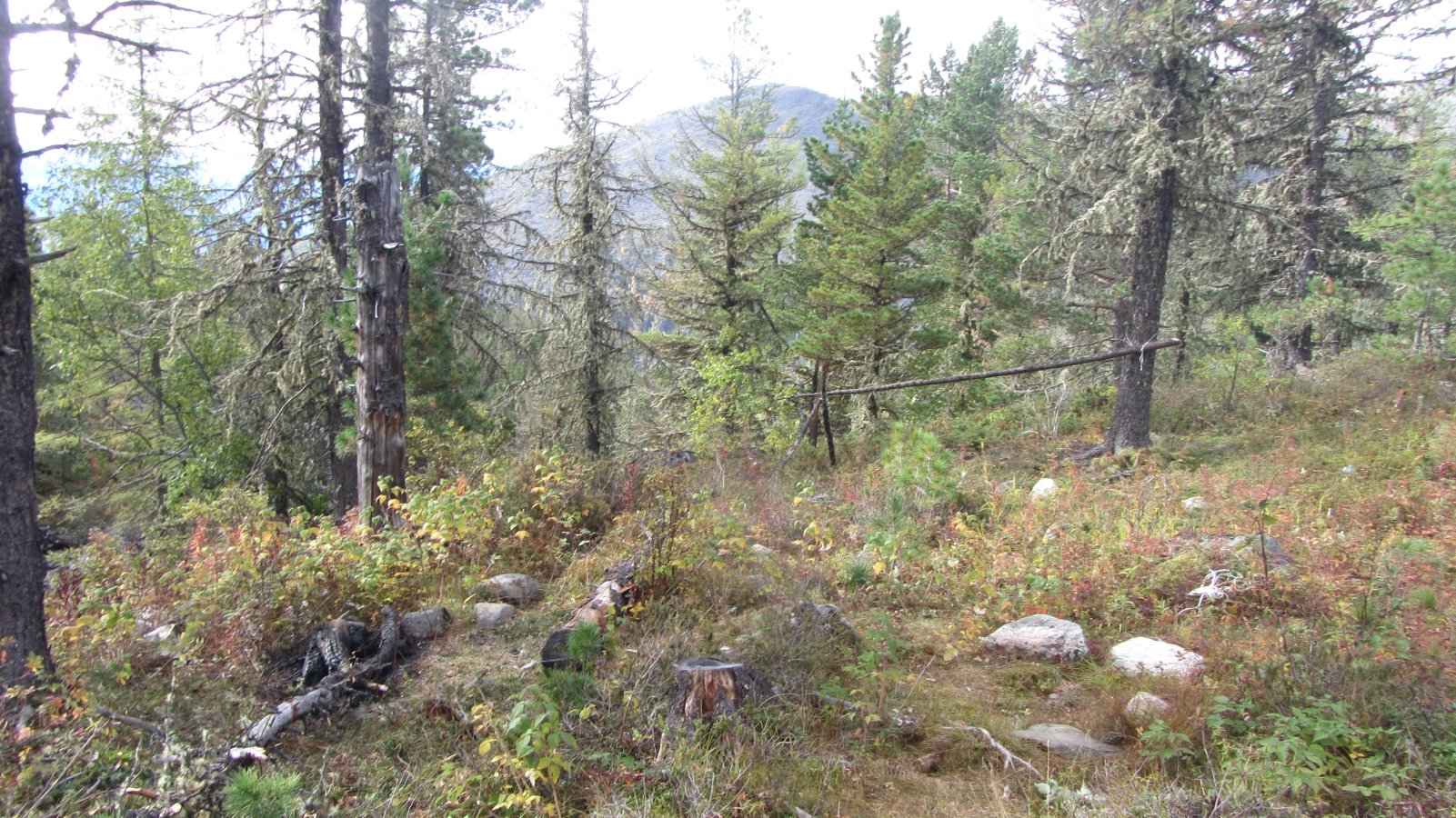 ����� ������� �������