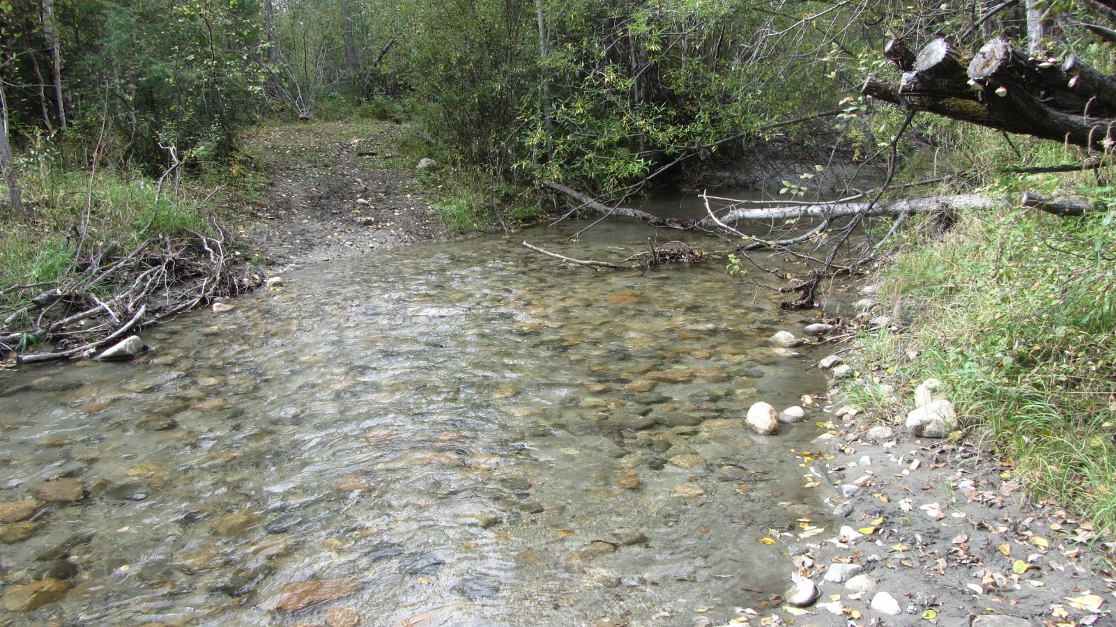 ���� ����� ����-������