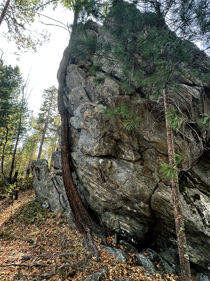 Изгиб сосны зелёной ты обнимаешь нежно…
