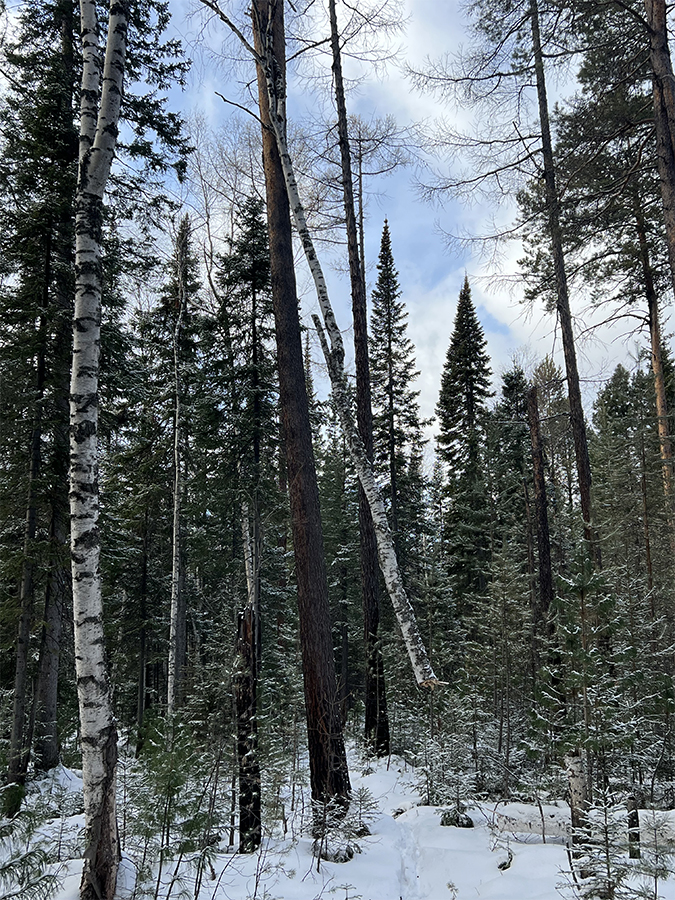 ��� ����� ����������?