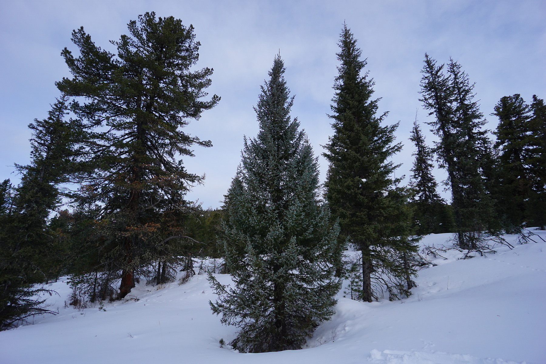 ��� �������� ������ ���� ������