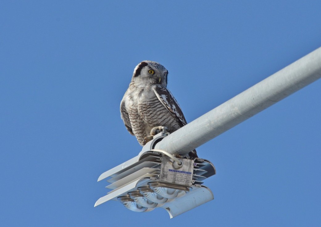 ������� ����