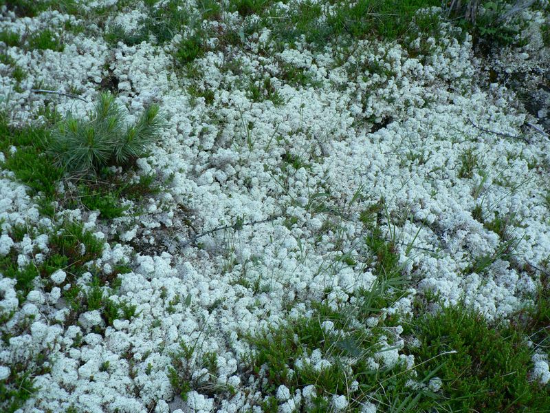 Лишайник