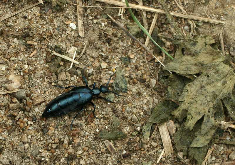 Meloe proscarabaeus