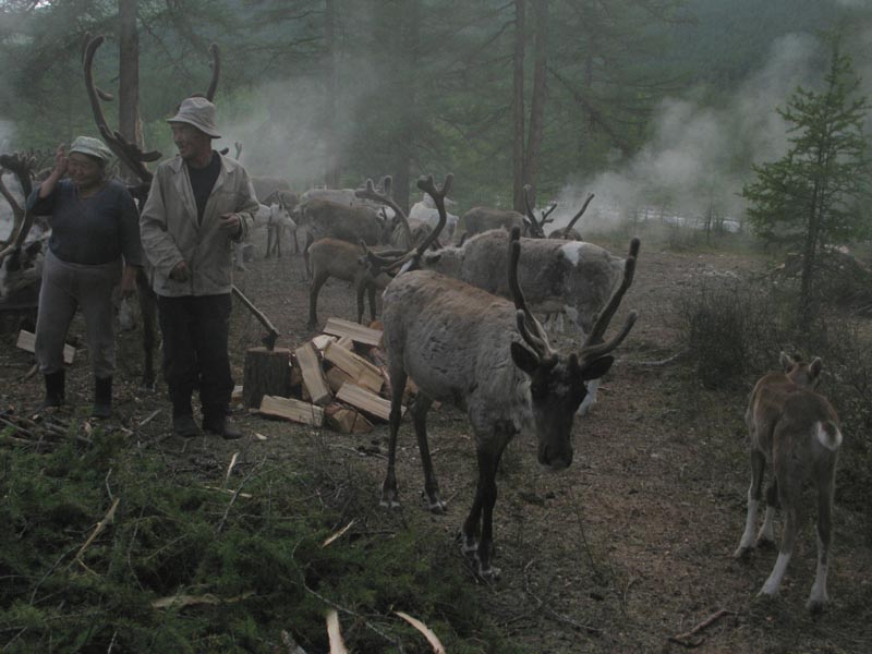 Эвенки со своим стадом