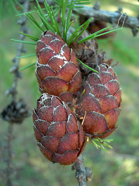 Larix sibirica