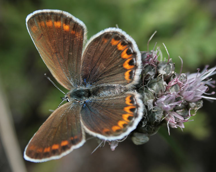 Umpria chinensis