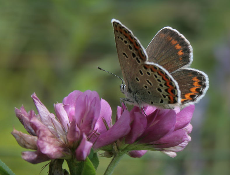 Umpria chinensis