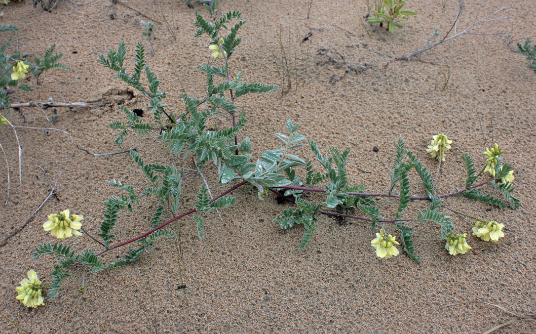   (Astragalus sericeocanus)