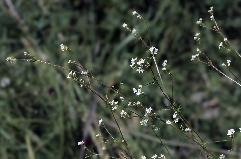 Подмаренник топяной (Galium uliginosum)