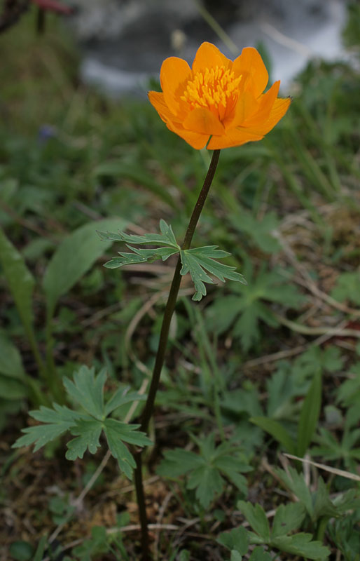   (Trollius sibiricus)