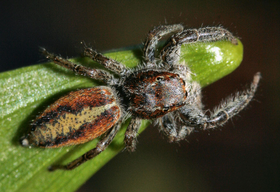 - Marpissa pomatia