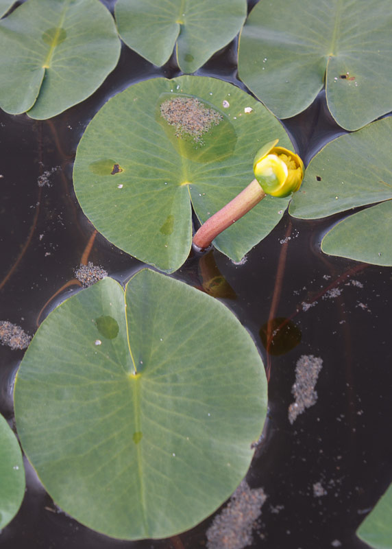   (Nuphar pumila)