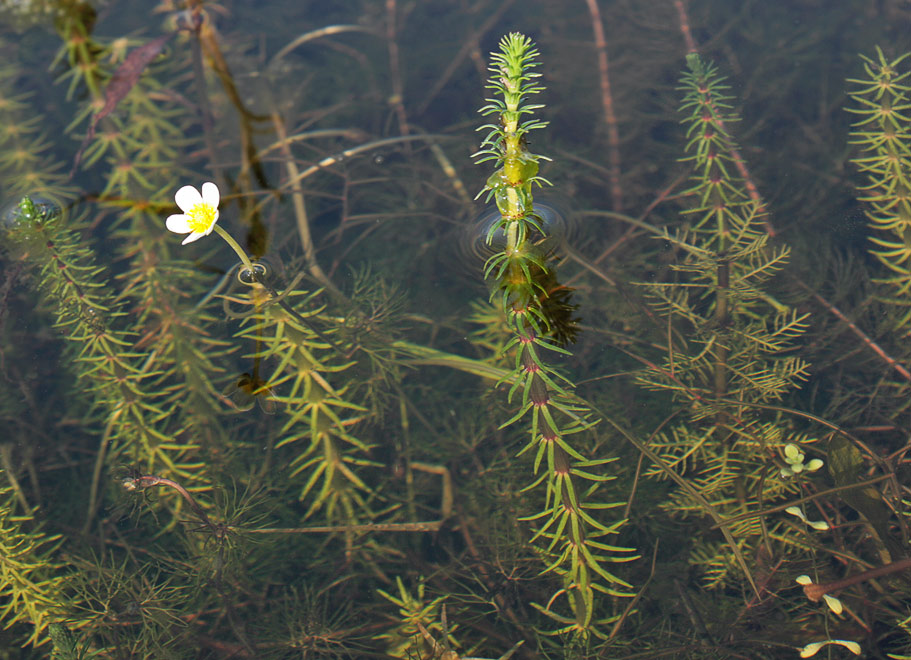  (Batrachium sp.),   (Hippuris vulgaris)