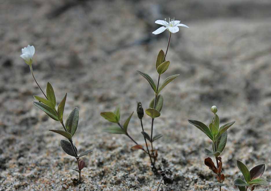   (Moehringia lateriflora)