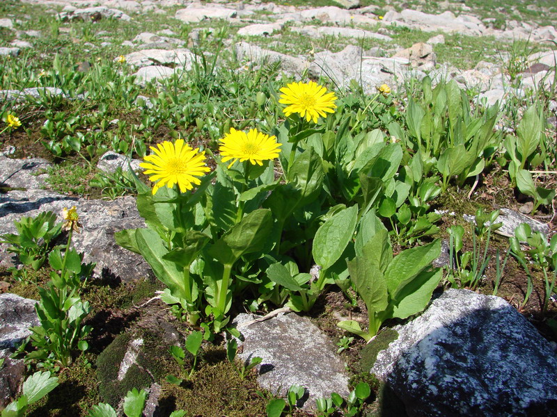 Doronicum altaicum Pall. -  .