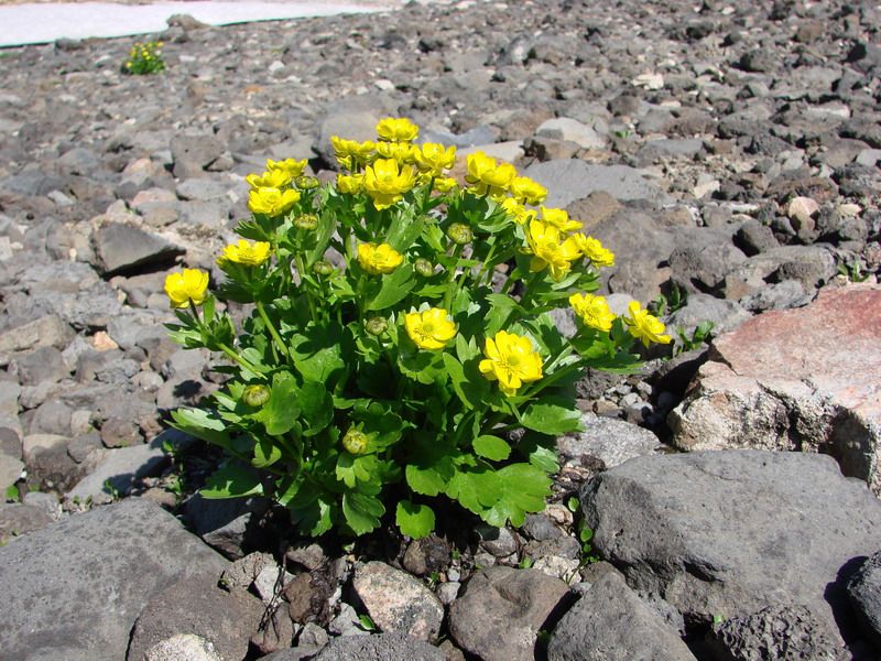 Ranunculus altaicus Laxm. -  .