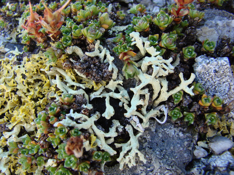   Allocetraria madreporiformis ( ,  ).